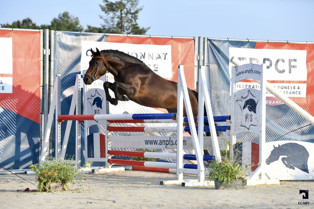 Illico d’Arden - New Forest 2018 ,  BERLIOZ DE GASCOGNE