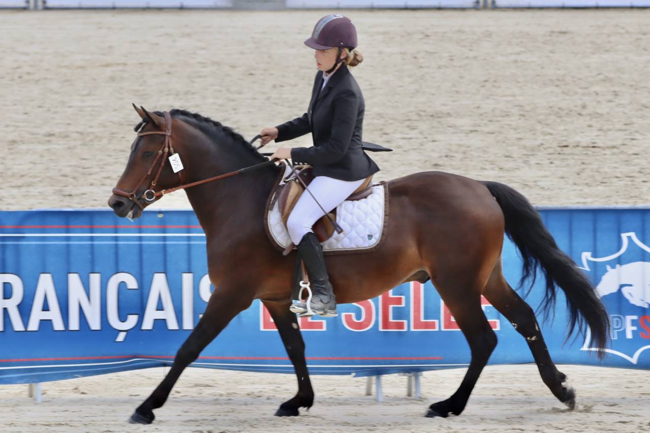 Illico d’Arden - New Forest 2018 ,  BERLIOZ DE GASCOGNE