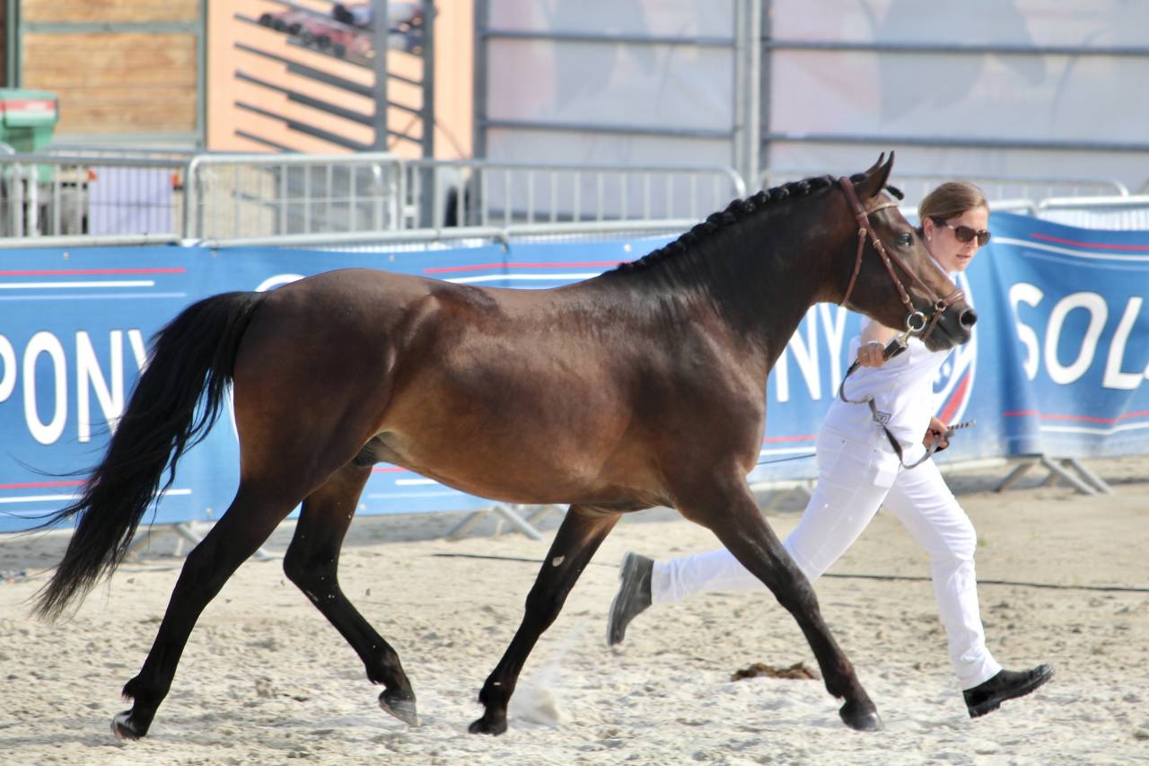 Illico d’Arden - New Forest 2018 ,  BERLIOZ DE GASCOGNE