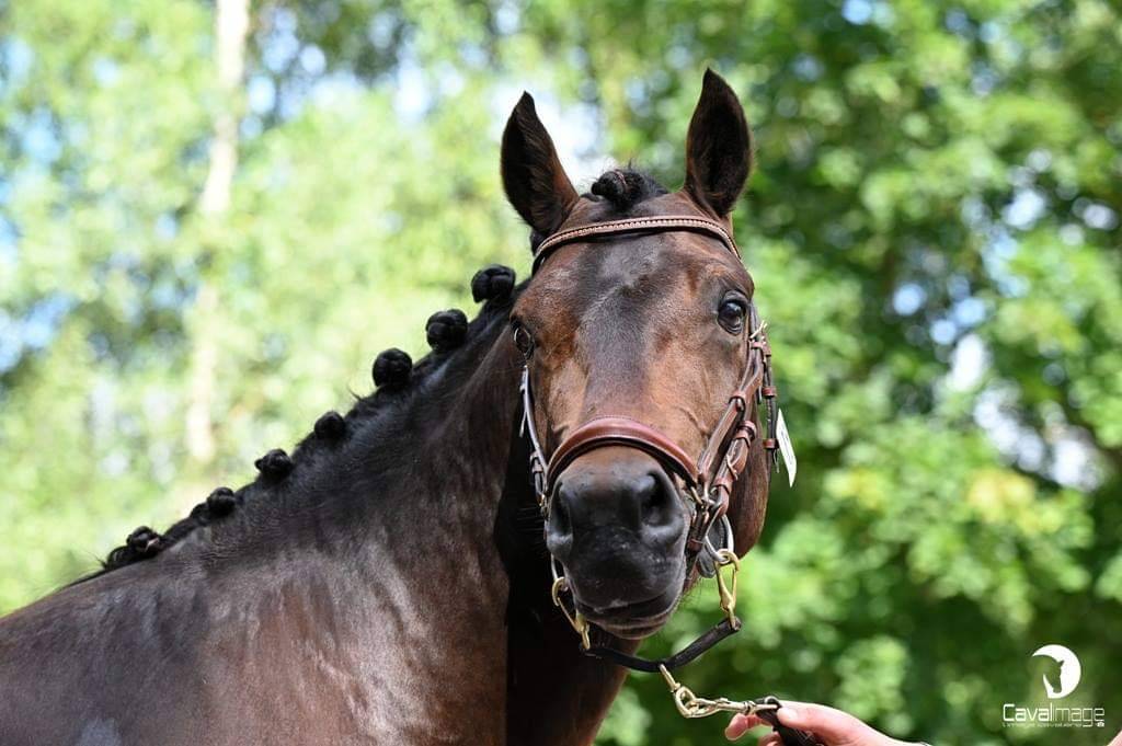 Illico d’Arden - New Forest 2018 ,  BERLIOZ DE GASCOGNE