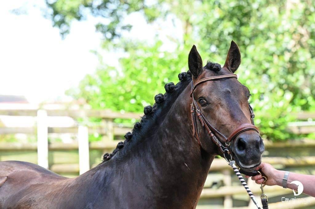 Illico d’Arden - New Forest 2018 ,  BERLIOZ DE GASCOGNE