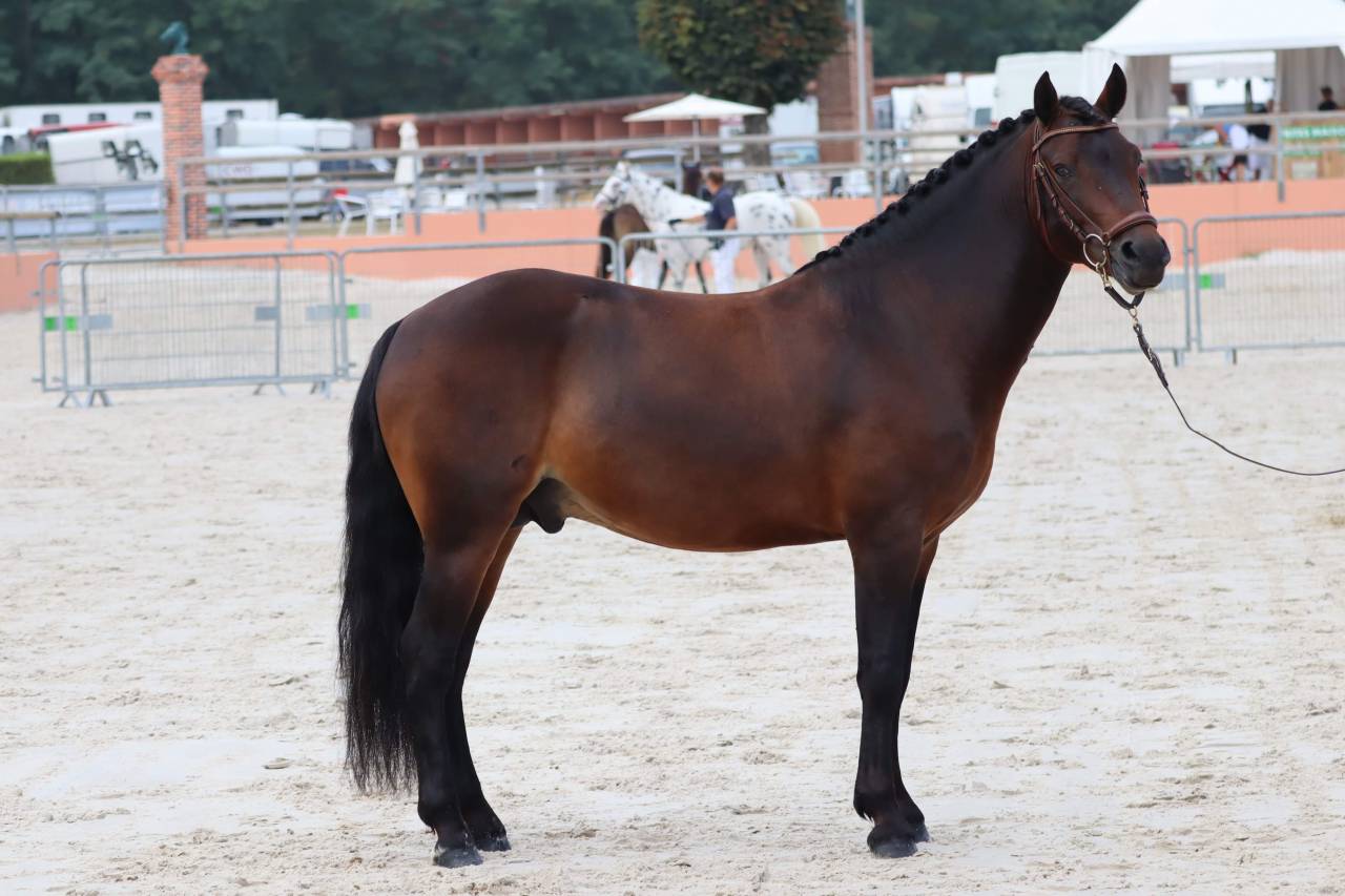 Illico d’Arden - New Forest 2018 ,  BERLIOZ DE GASCOGNE