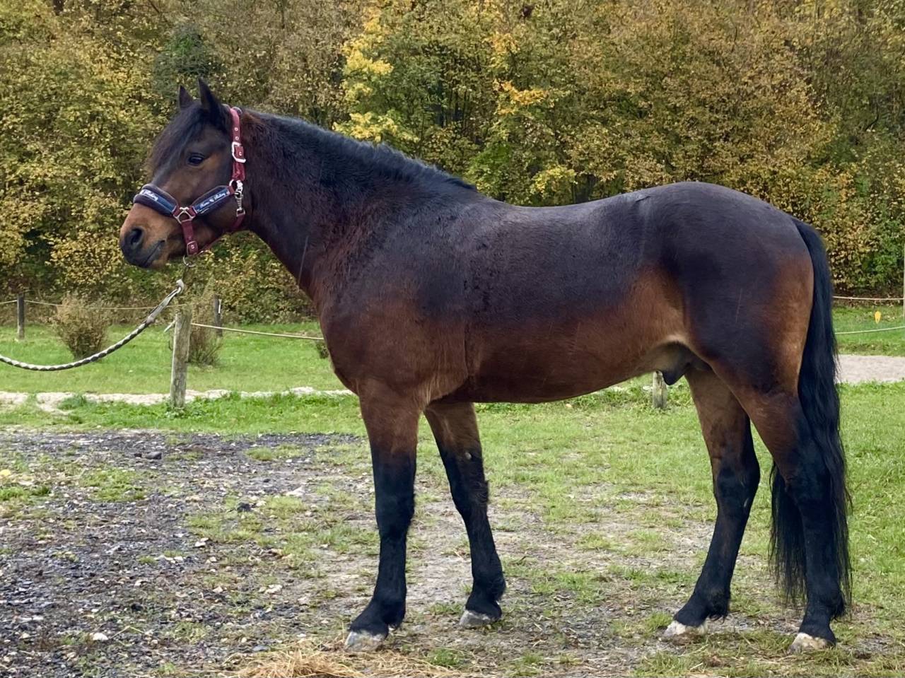 Illico d’Arden - New Forest 2018 ,  BERLIOZ DE GASCOGNE