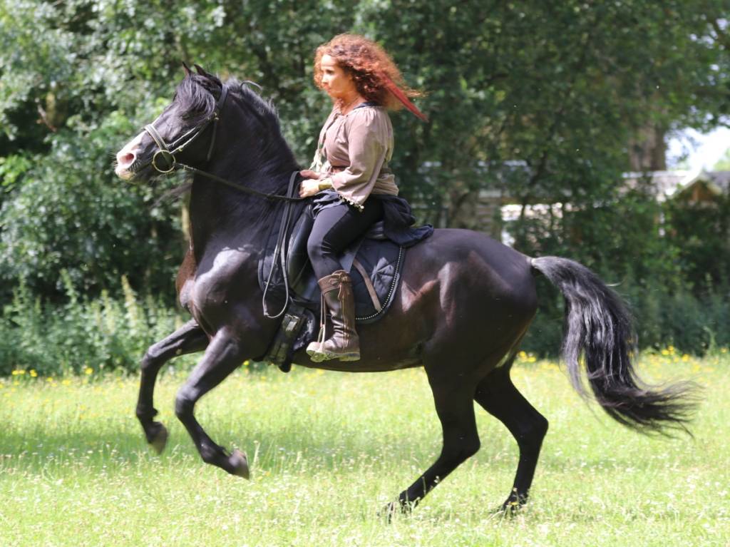 PUNTEADO II - PRE Andaluso 2004 ,  Gereno II