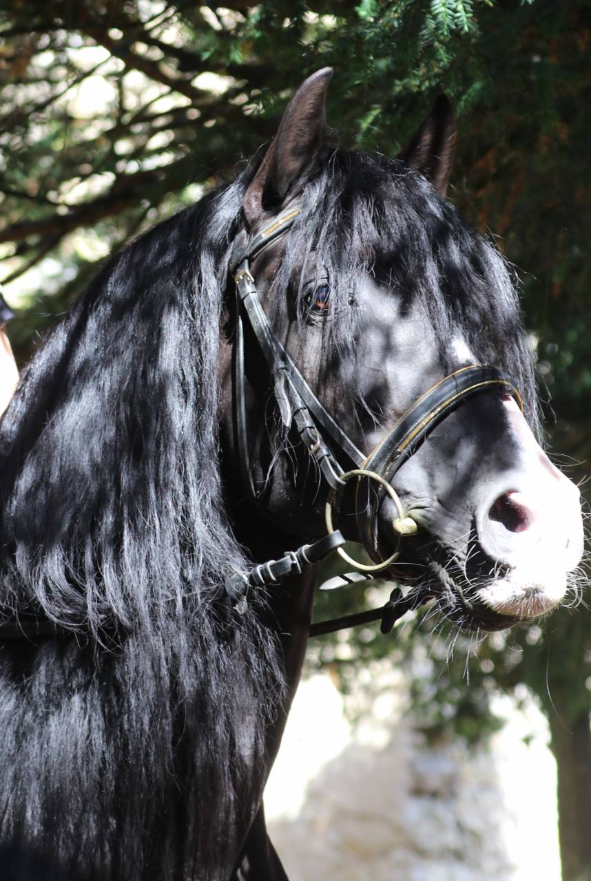 PUNTEADO II - PRE Andaluso 2004 ,  Gereno II