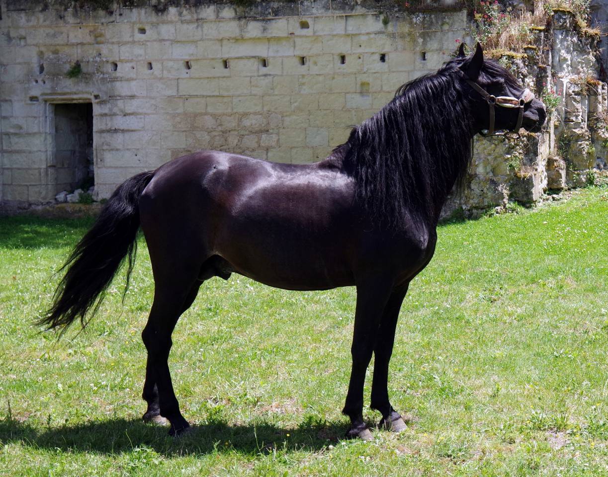 PUNTEADO II - PRE Andaluso 2004 ,  Gereno II