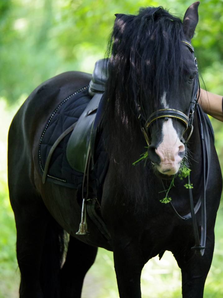 PUNTEADO II - PRE Andaluso 2004 ,  Gereno II