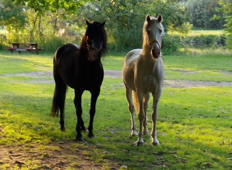 PUNTEADO II - PRE Andaluso 2004 ,  Gereno II