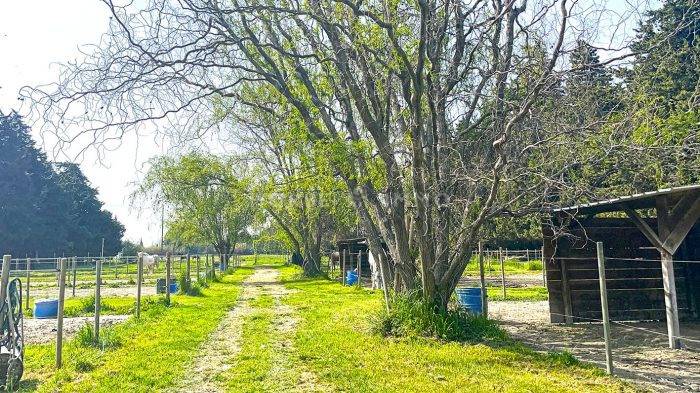 Bella dimora equestre In vendita Vaucluse