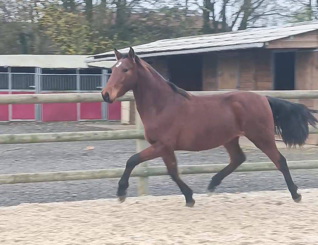 Castrone PRE Andaluso In vendita 2022 Baio