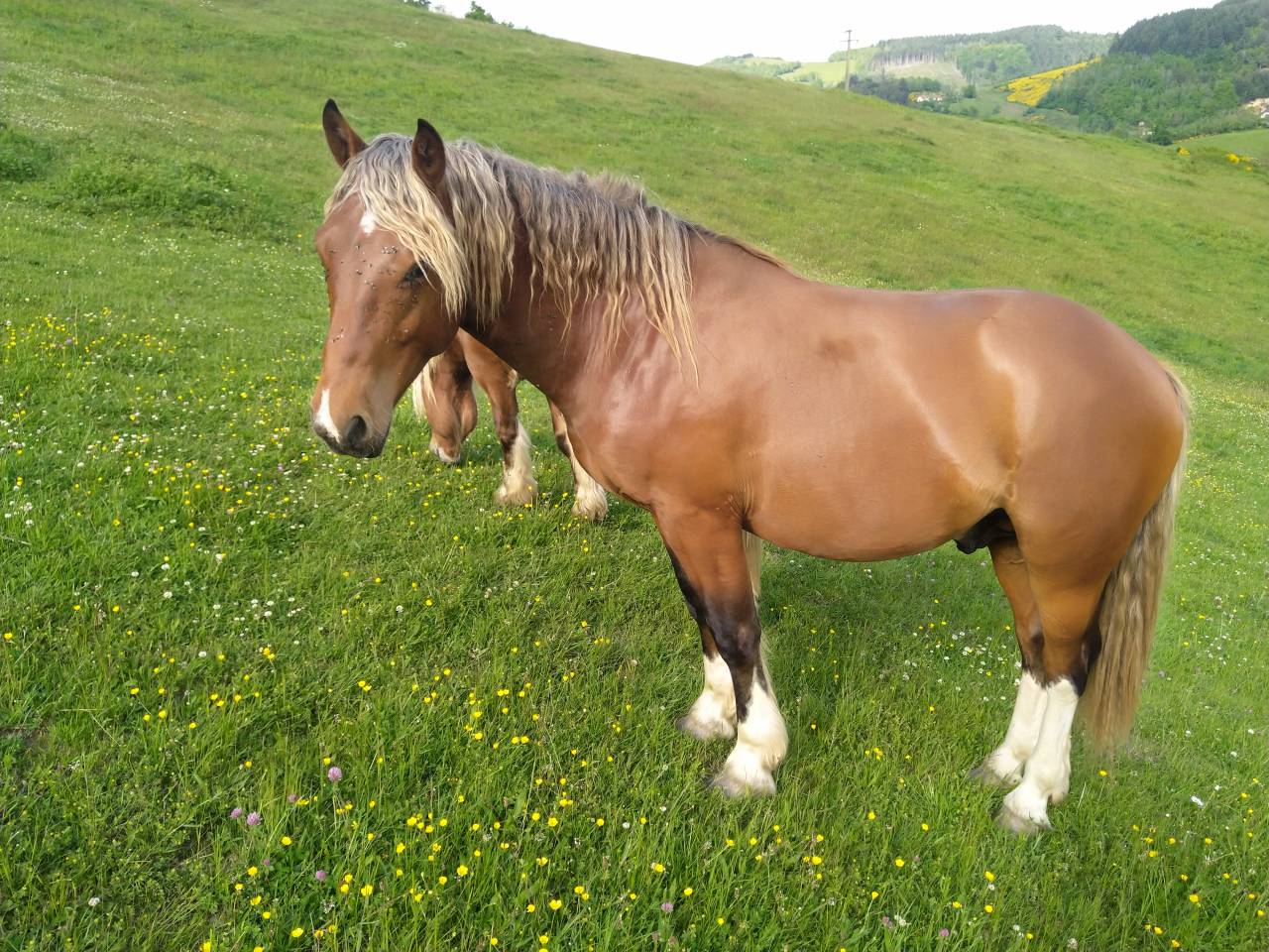 Intero Pinto In vendita 2020 Sauro