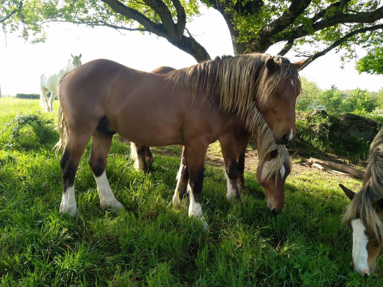 Intero Pinto In vendita 2020 Sauro