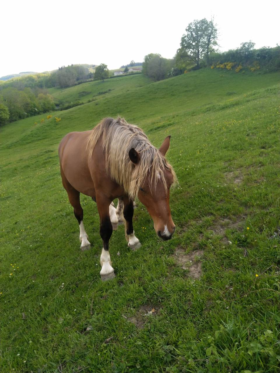 Intero Pinto In vendita 2020 Sauro