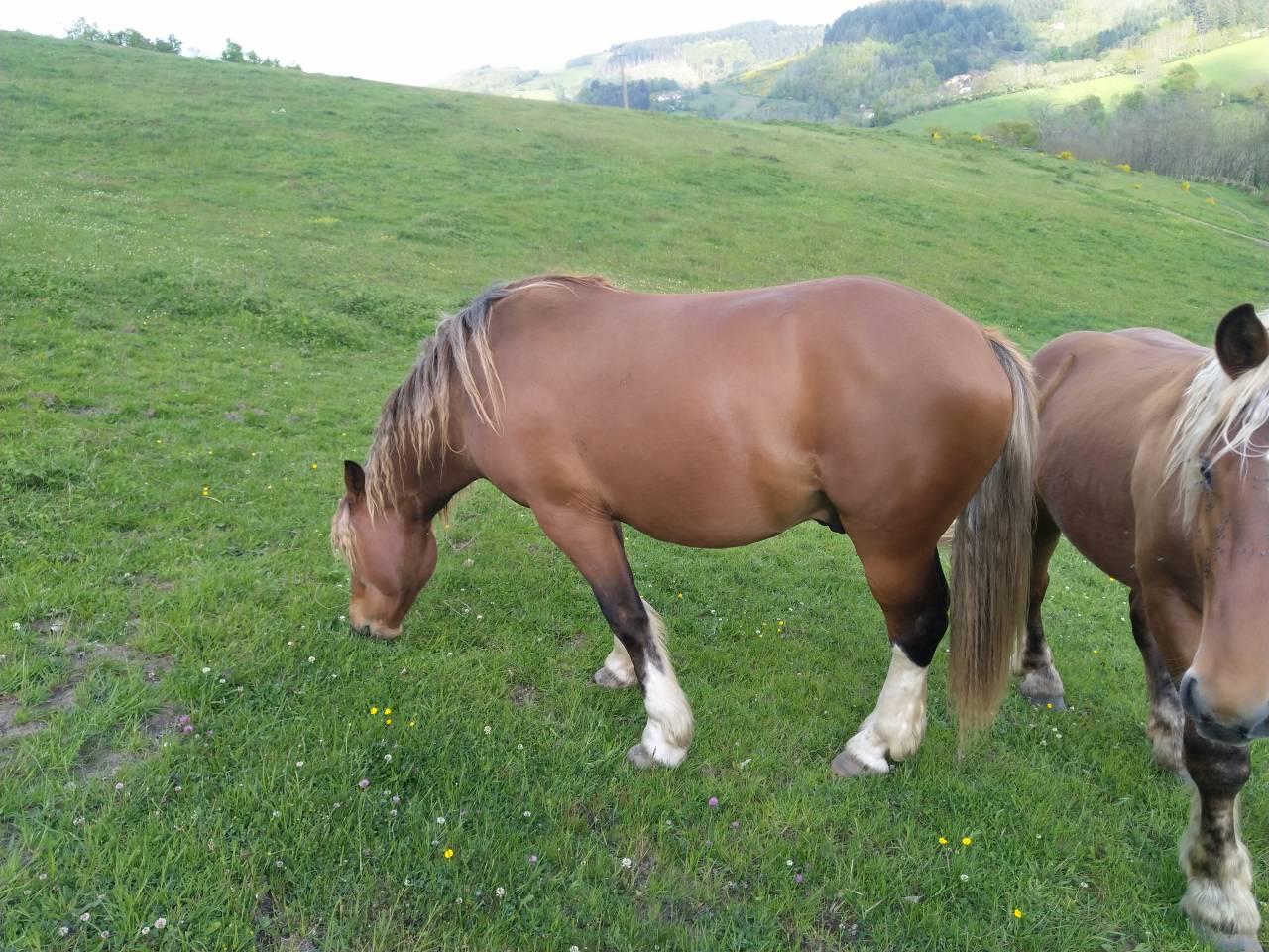 Intero Pinto In vendita 2020 Sauro