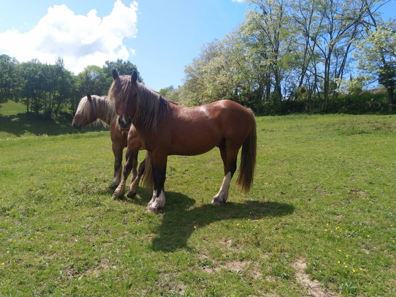 Intero Pinto In vendita 2020 Sauro