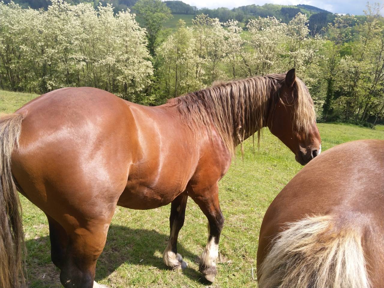 Intero Pinto In vendita 2020 Sauro