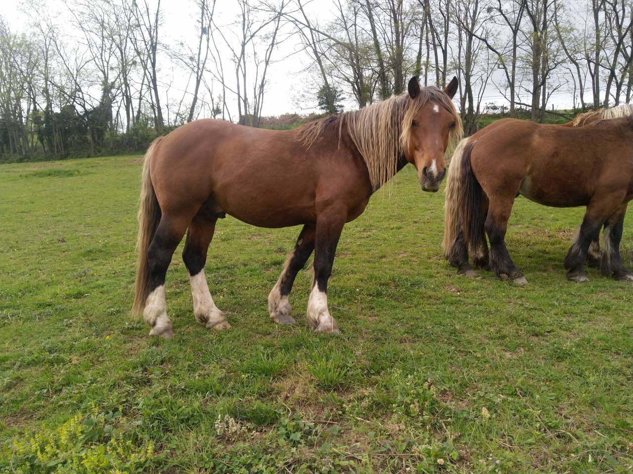 Intero Pinto In vendita 2020 Sauro