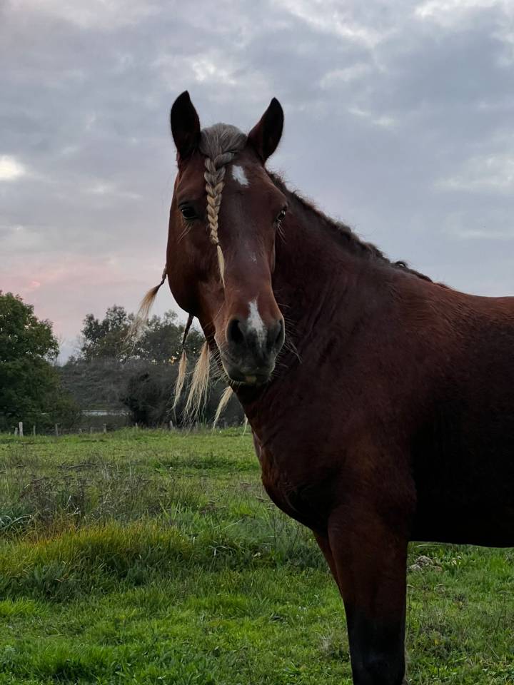 Intero Pinto In vendita 2020 Sauro