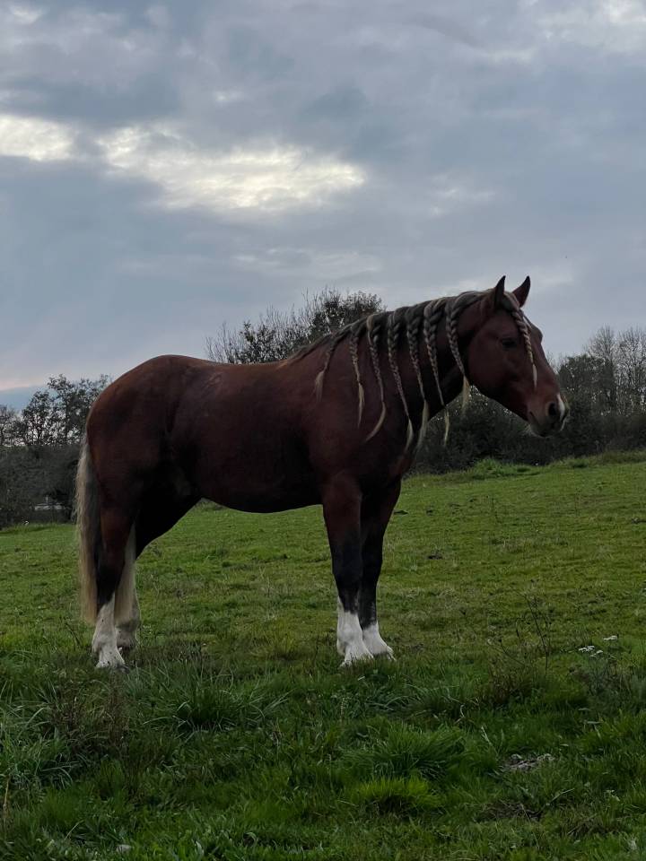 Intero Pinto In vendita 2020 Sauro