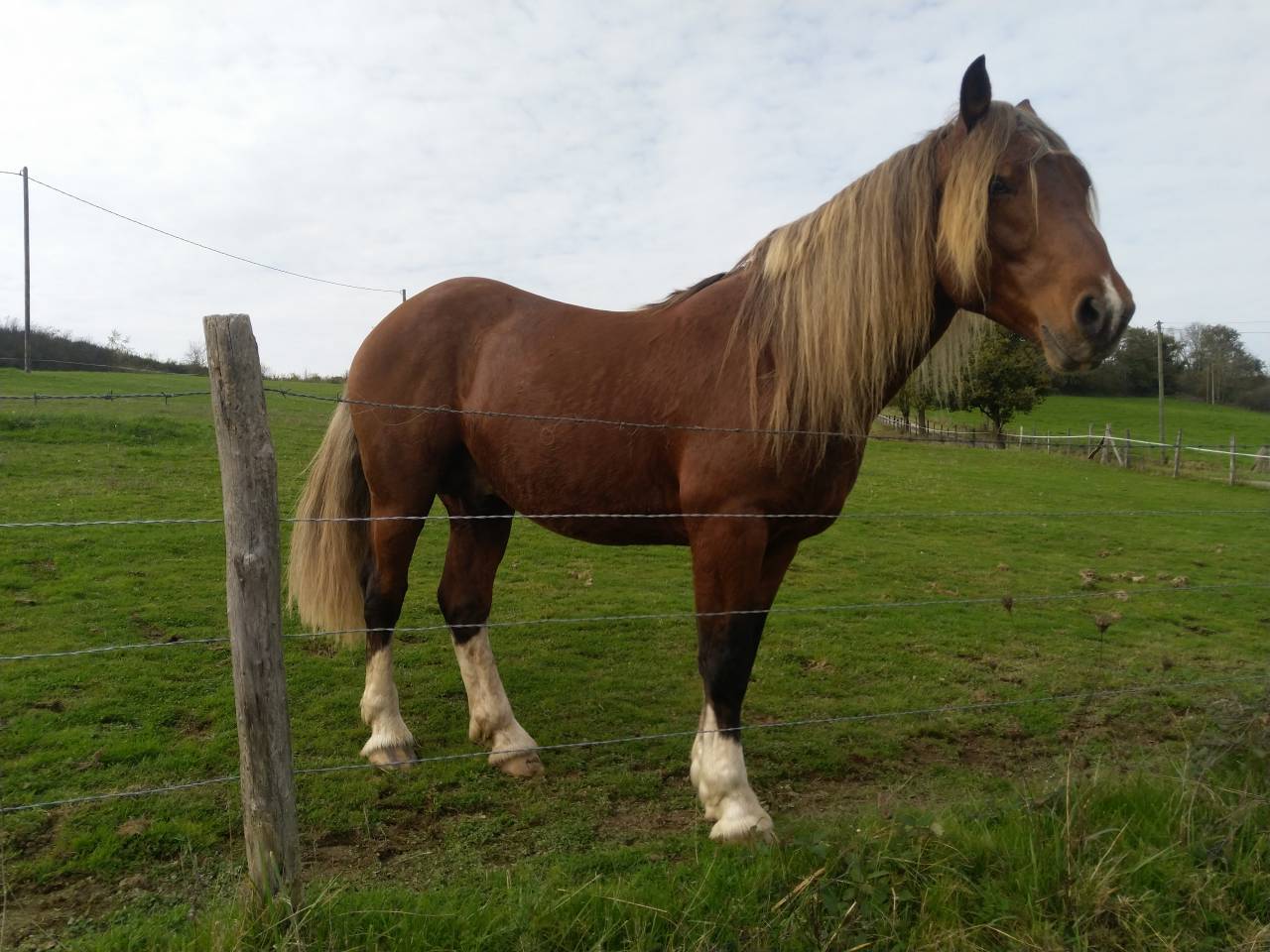 Intero Pinto In vendita 2020 Sauro