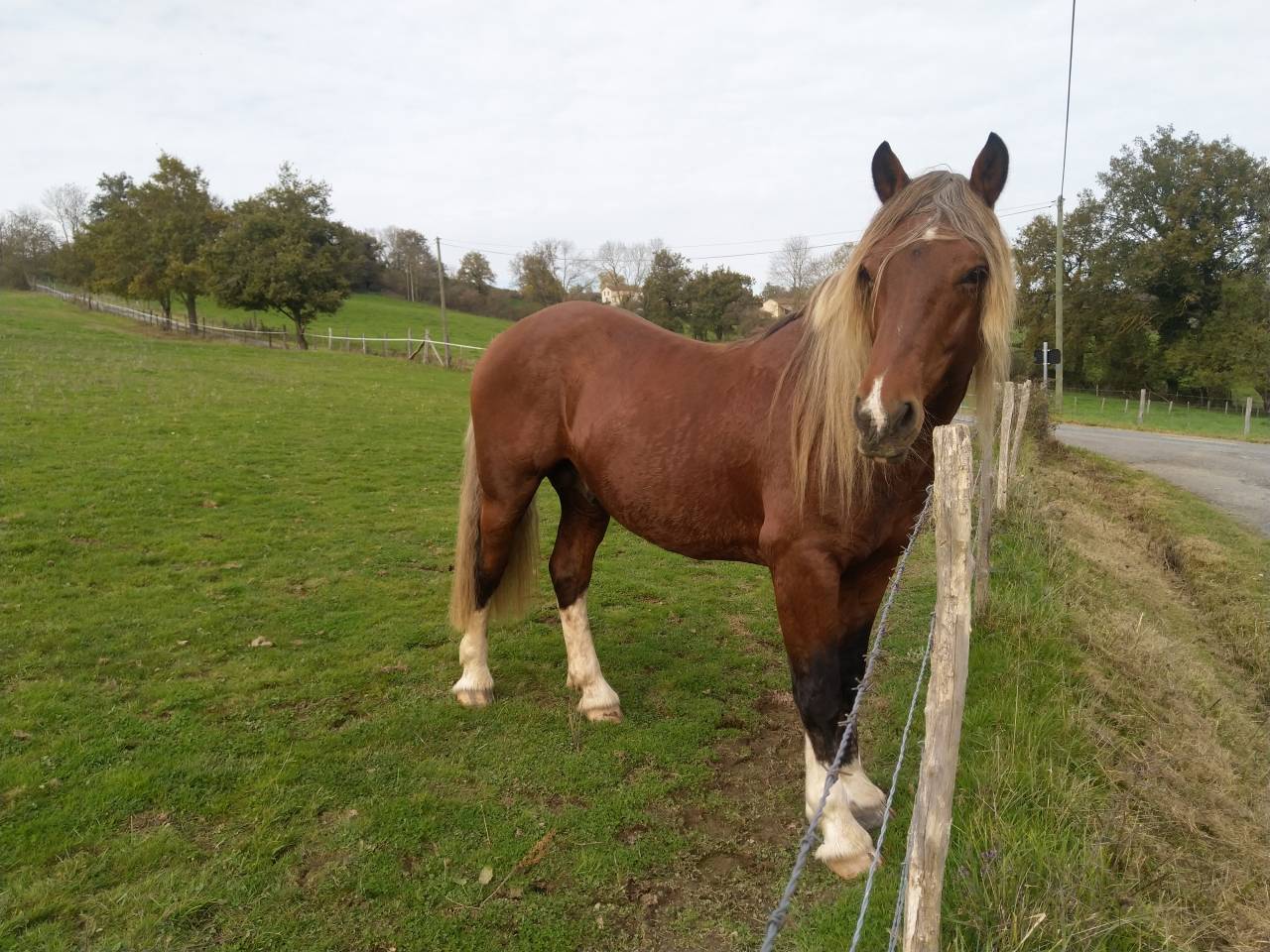 Intero Pinto In vendita 2020 Sauro