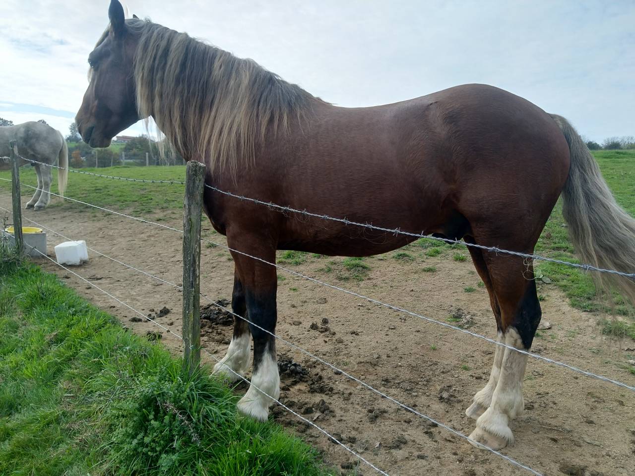 Intero Pinto In vendita 2020 Sauro