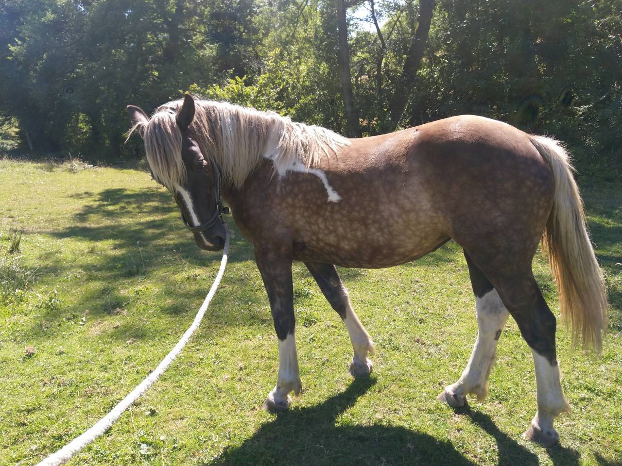 Puledra Pinto In vendita 2021 Pezzato