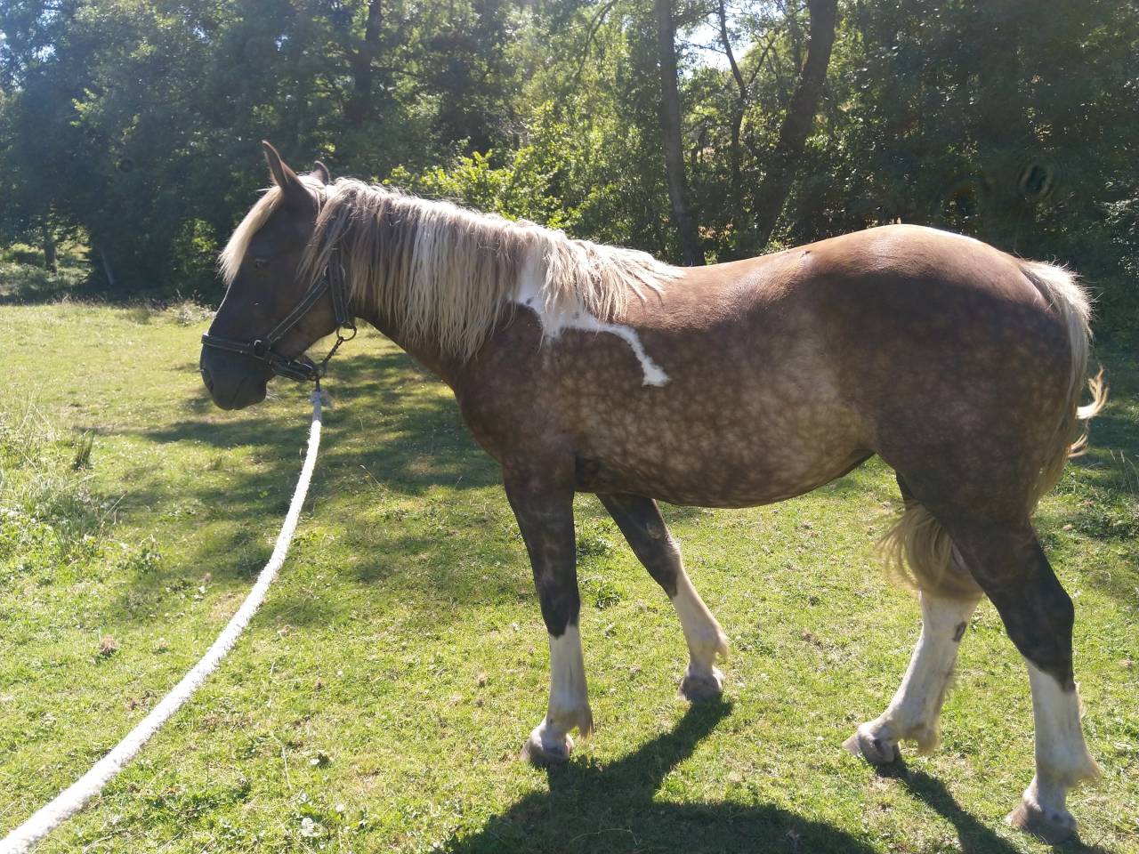 Puledra Pinto In vendita 2021 Pezzato