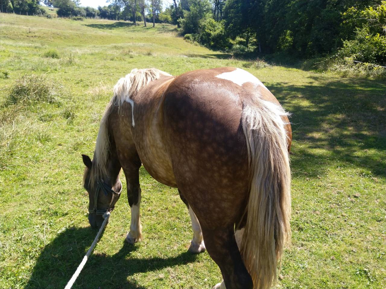 Puledra Pinto In vendita 2021 Pezzato