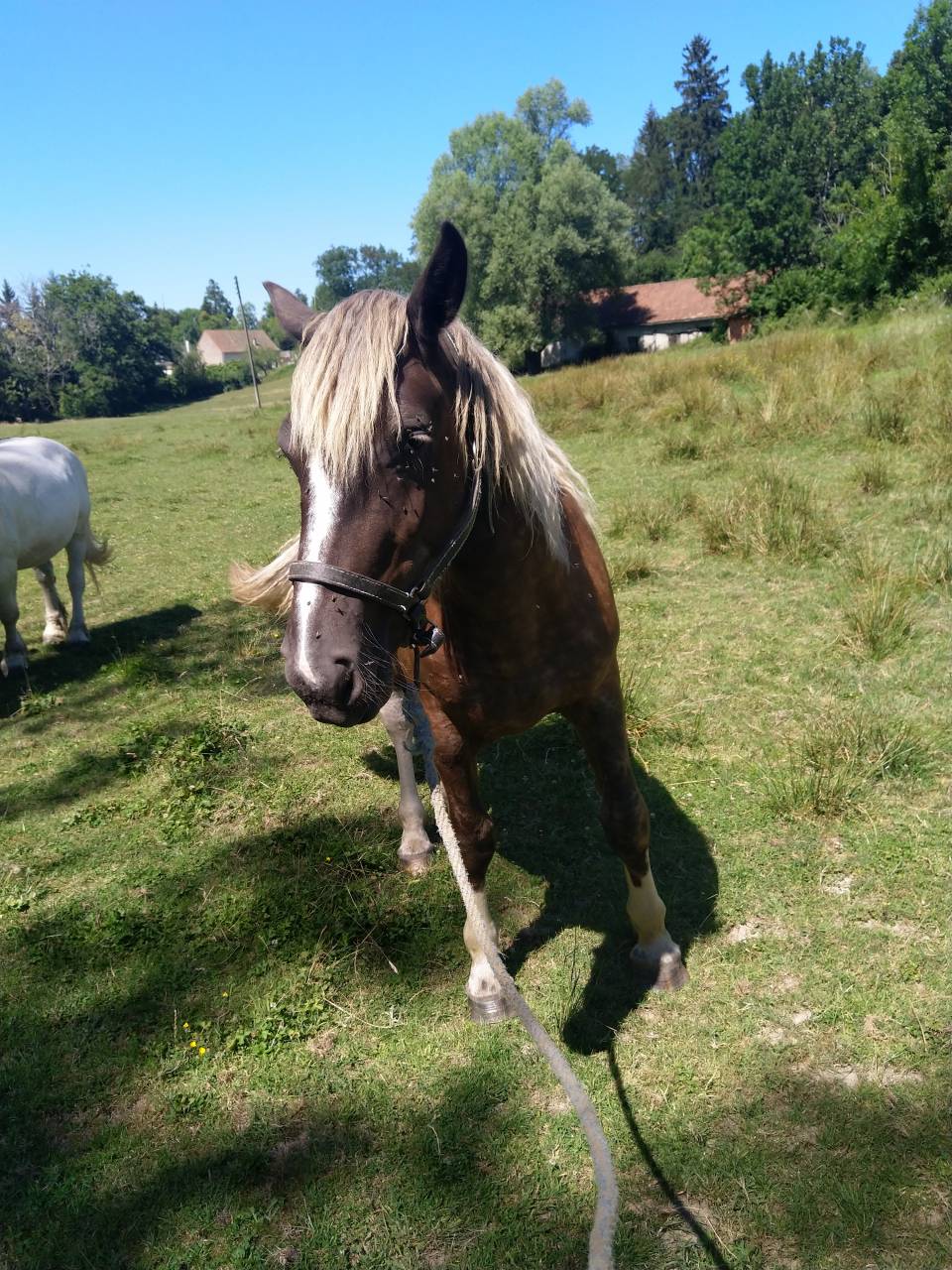 Puledra Pinto In vendita 2021 Pezzato