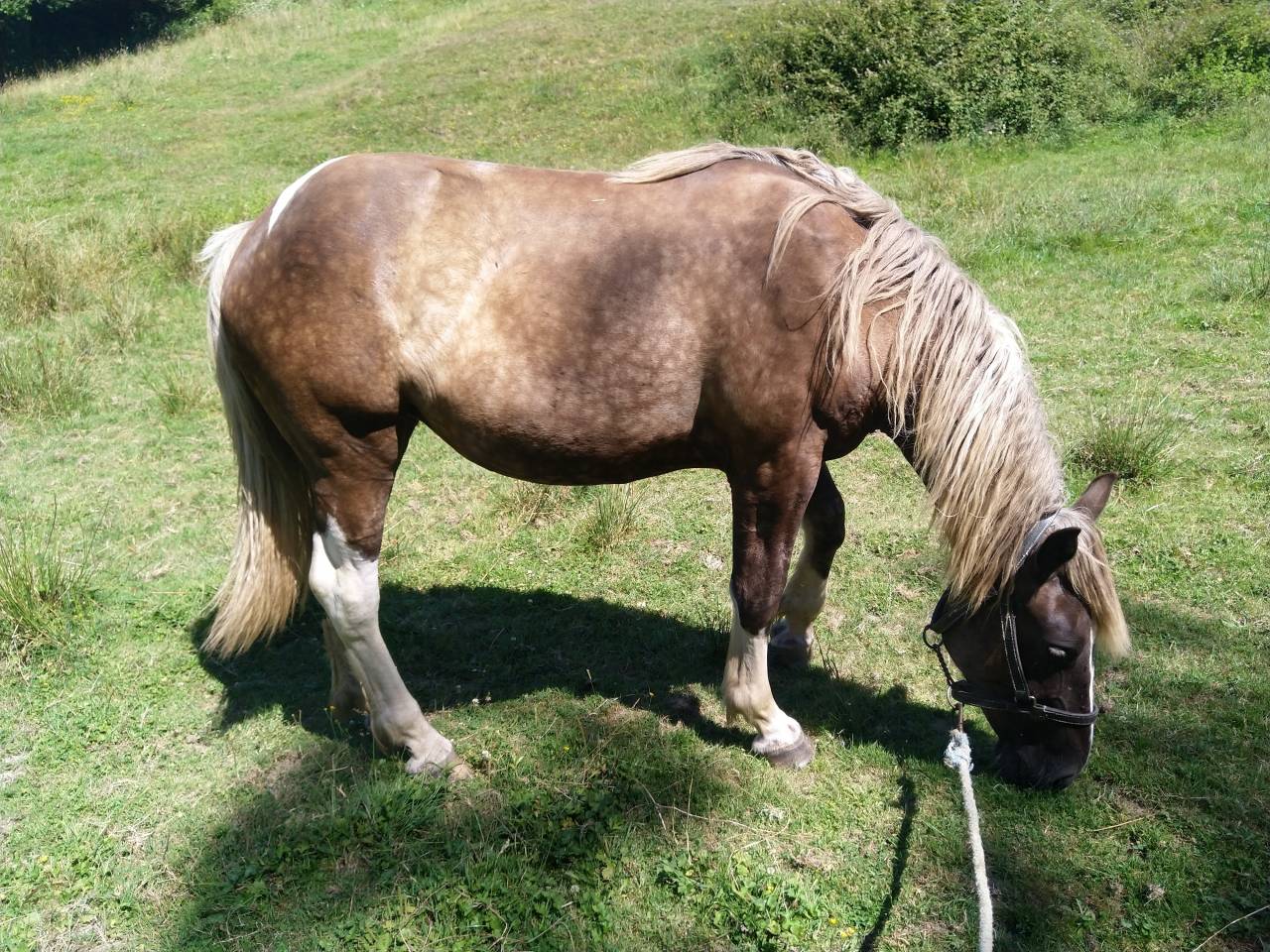 Puledra Pinto In vendita 2021 Pezzato