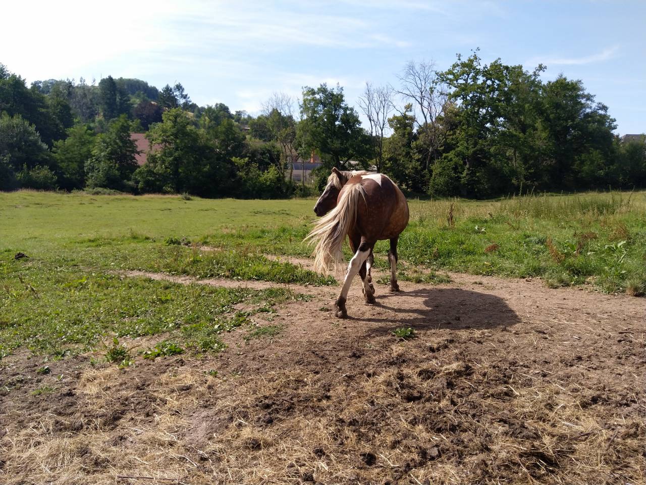 Puledra Pinto In vendita 2021 Pezzato