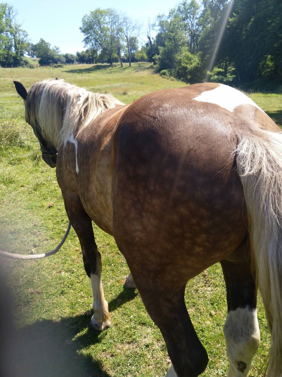 Puledra Pinto In vendita 2021 Pezzato