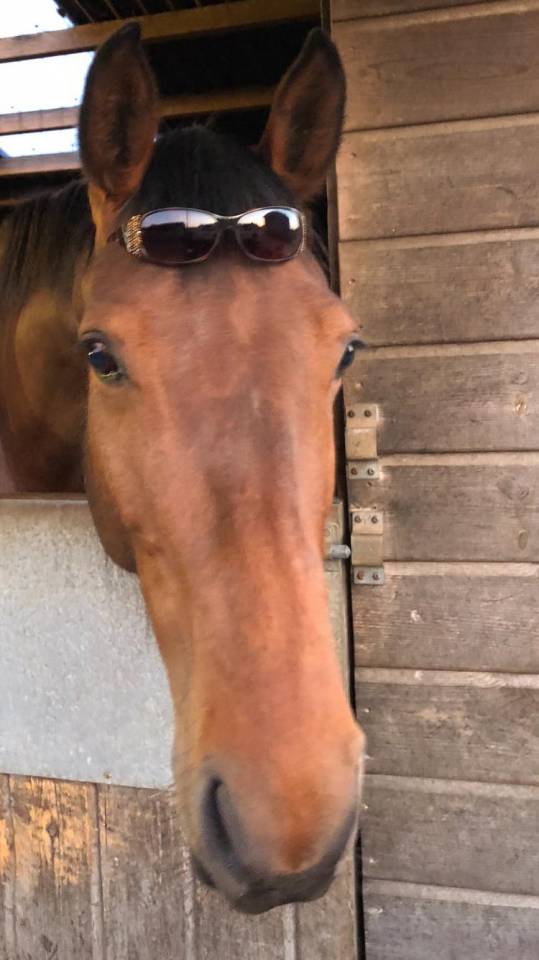 Cavalla AES Anglo European Studbook In vendita 2016 Baio ,  CLOUD NINE