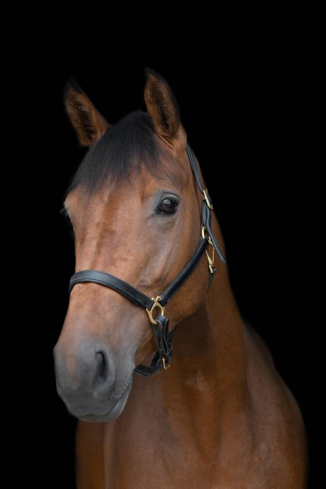 Cavalla AES Anglo European Studbook In vendita 2016 Baio ,  CLOUD NINE