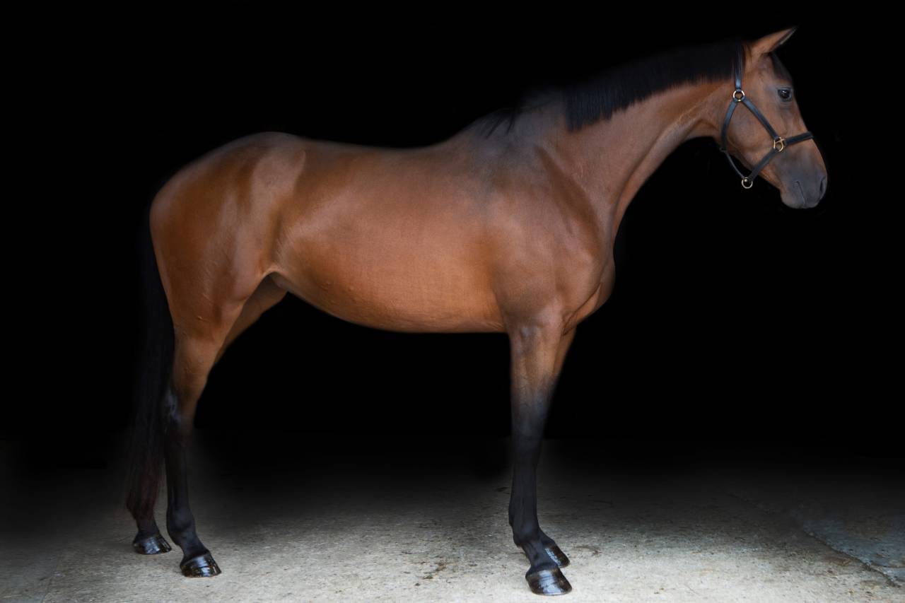 Cavalla AES Anglo European Studbook In vendita 2016 Baio ,  CLOUD NINE