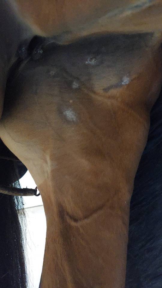 Cavalla AES Anglo European Studbook In vendita 2016 Baio ,  CLOUD NINE