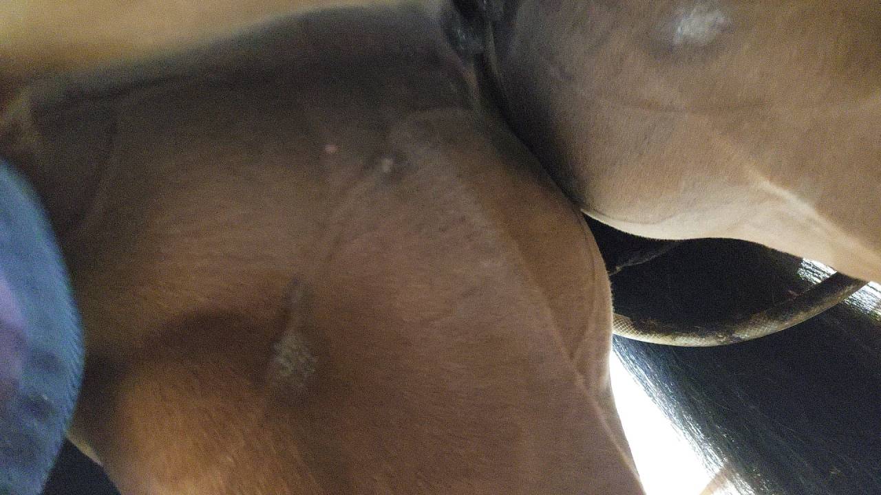 Cavalla AES Anglo European Studbook In vendita 2016 Baio ,  CLOUD NINE