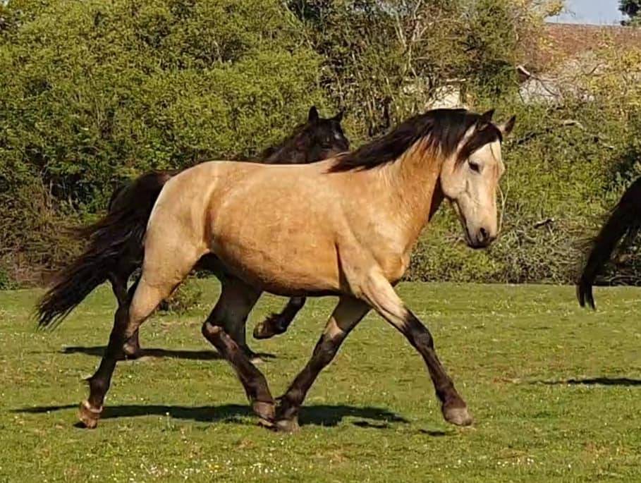EUCHORTHIPUS ARQUETAN - New Forest 2014 ,  GEDEON DES MAUVIS