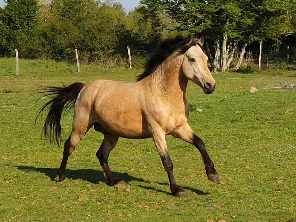 EUCHORTHIPUS ARQUETAN - New Forest 2014 ,  GEDEON DES MAUVIS