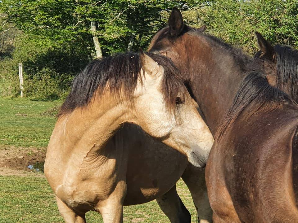 EUCHORTHIPUS ARQUETAN - New Forest 2014 ,  GEDEON DES MAUVIS
