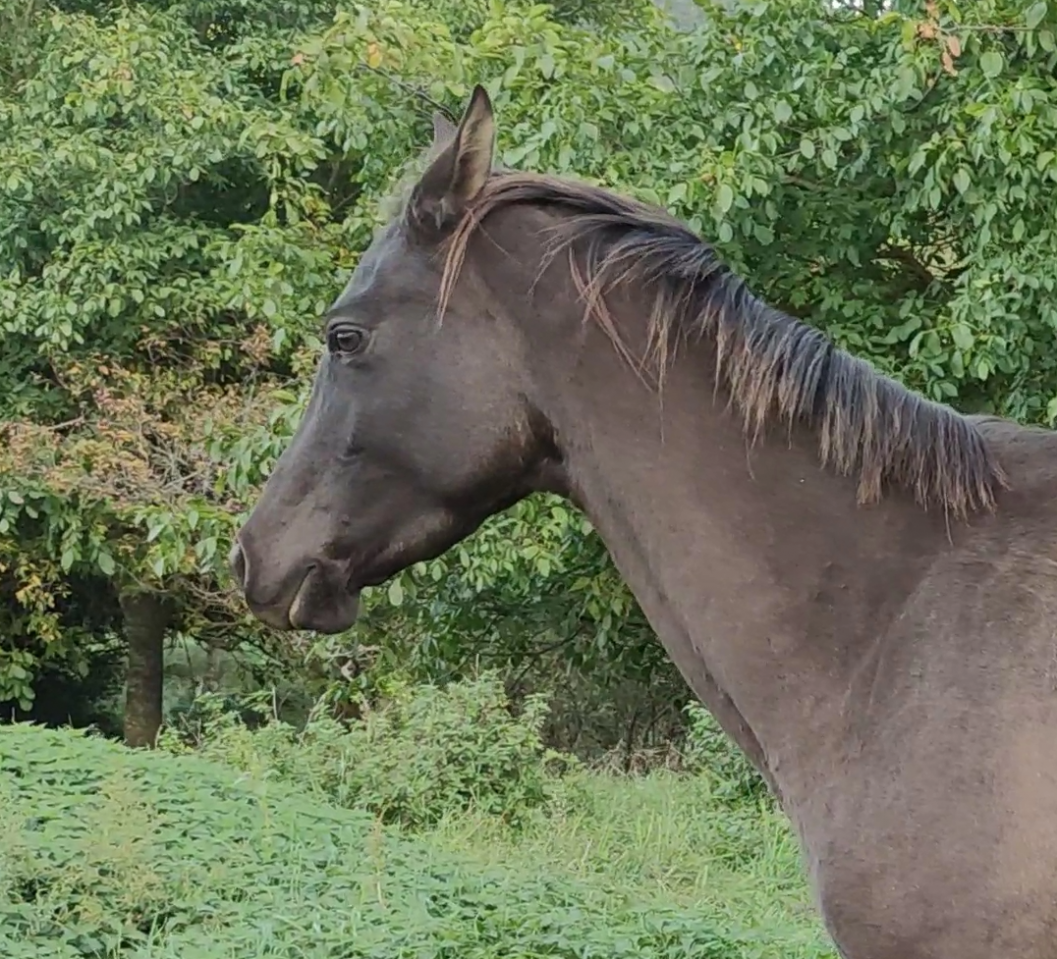 Cavalla Akhal Teke In vendita 2018 Isabella