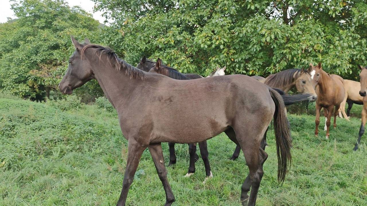Cavalla Akhal Teke In vendita 2018 Isabella