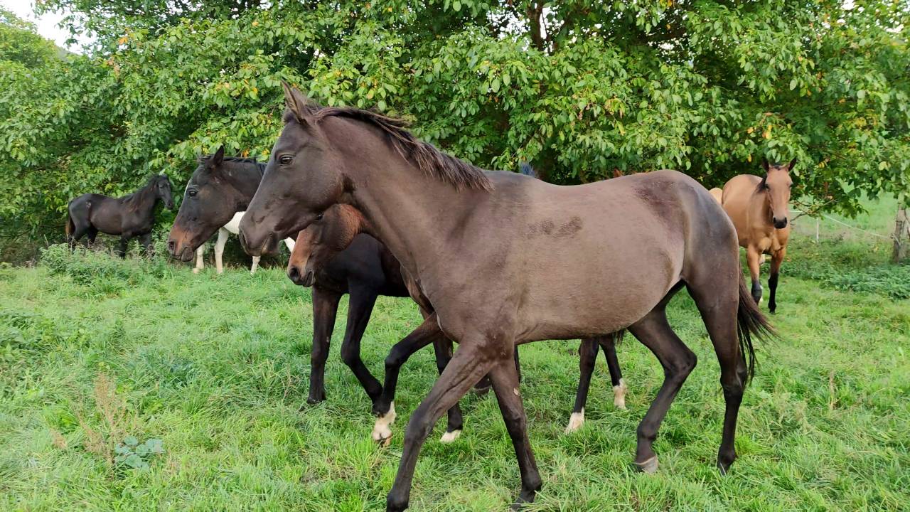 Cavalla Akhal Teke In vendita 2018 Isabella