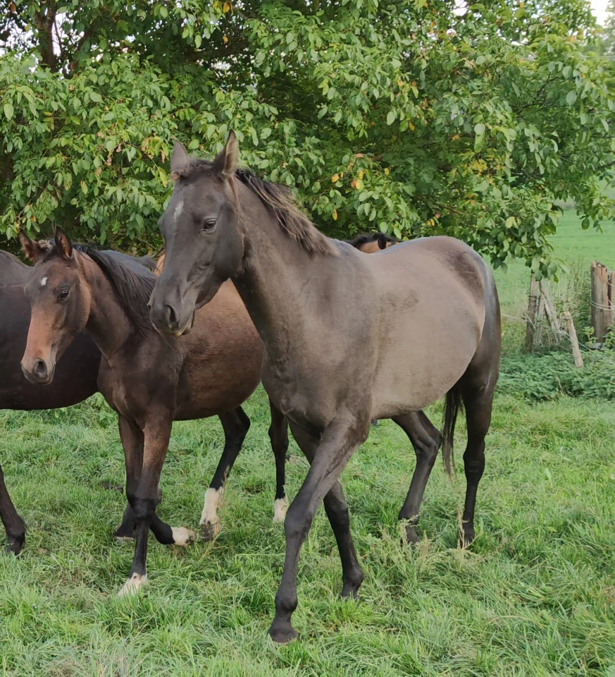 Cavalla Akhal Teke In vendita 2018 Isabella