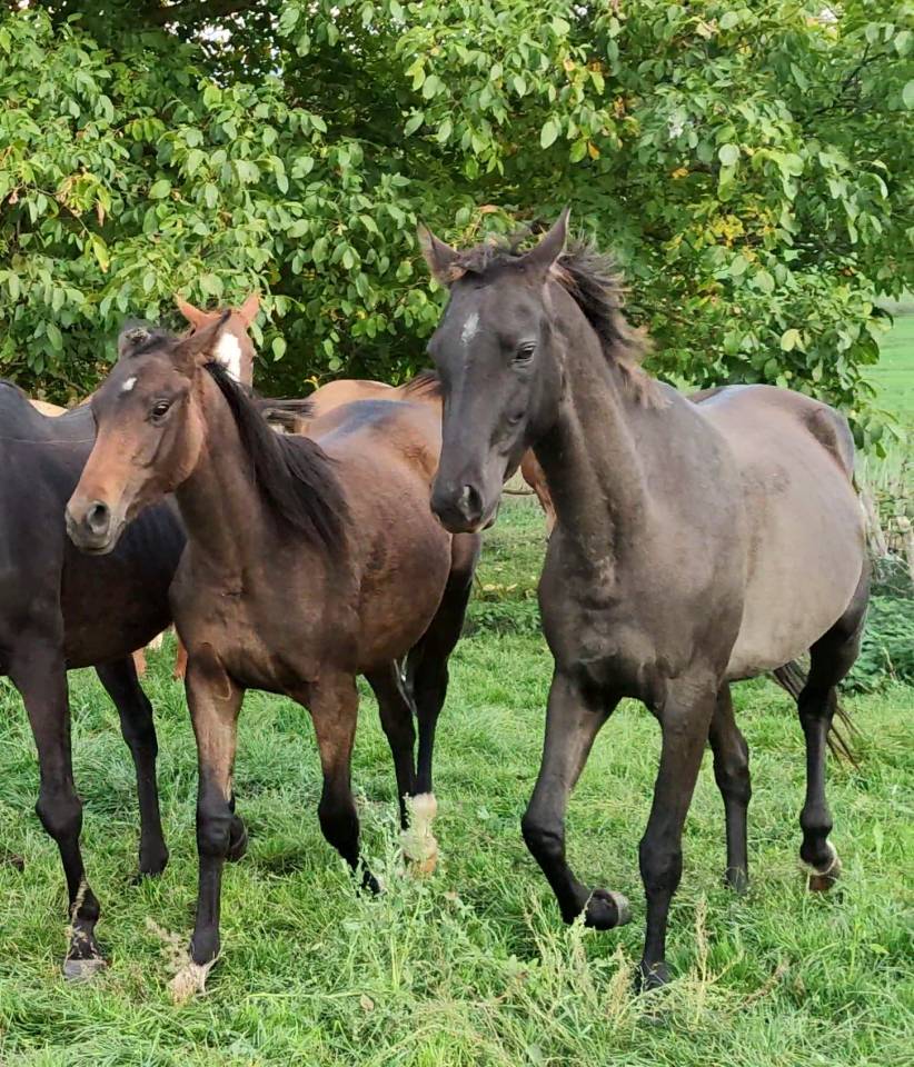 Cavalla Akhal Teke In vendita 2018 Isabella