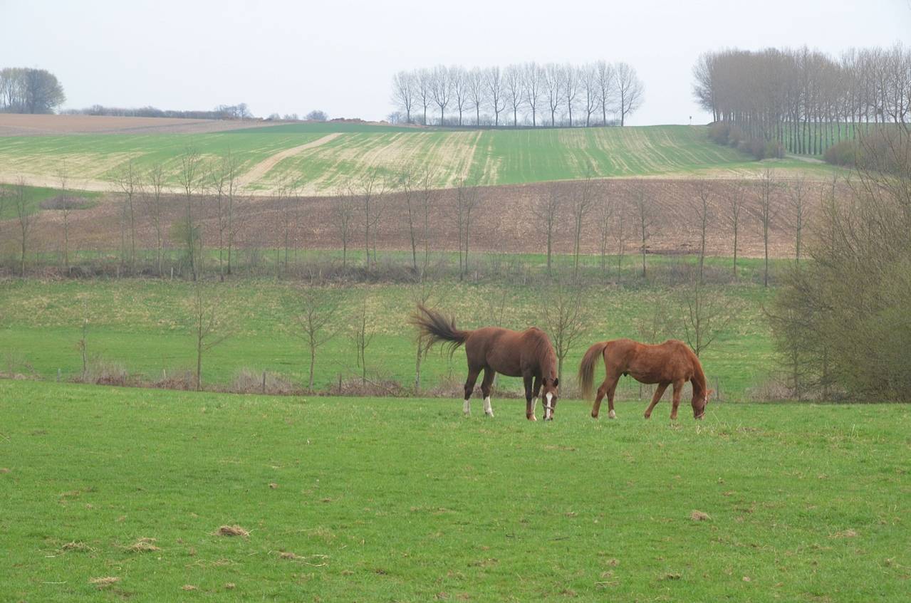 Haras de Baudemont 