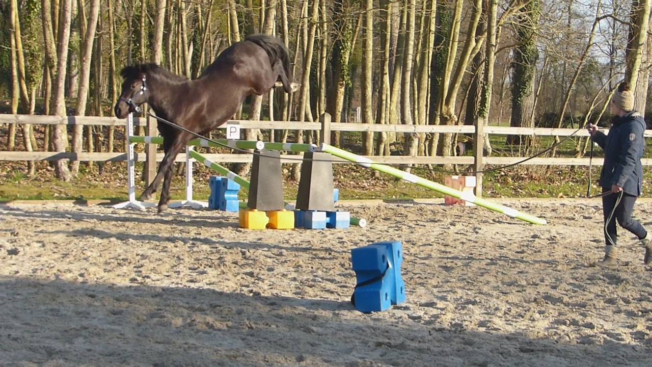 Komilfo love de Cé - New Forest 2020 ,  helios love de cé