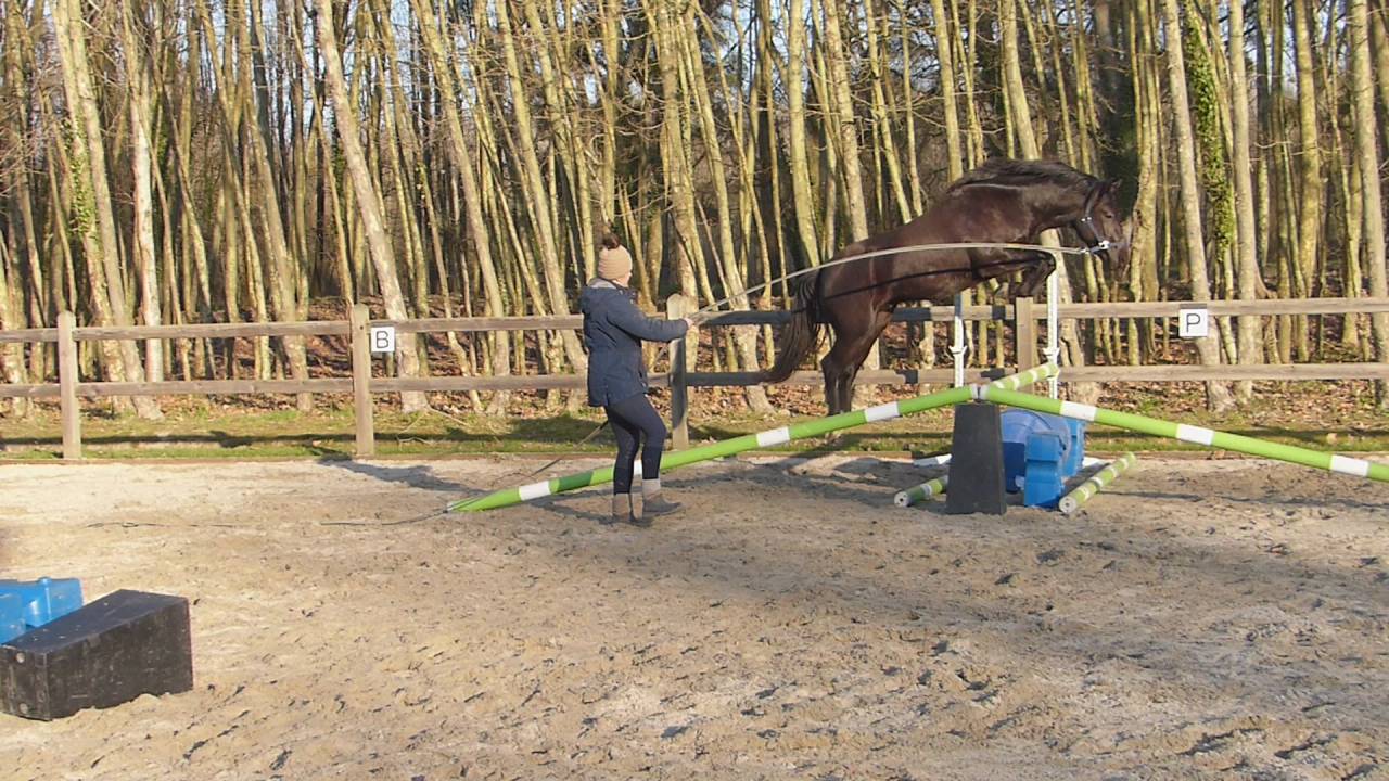 Komilfo love de Cé - New Forest 2020 ,  helios love de cé