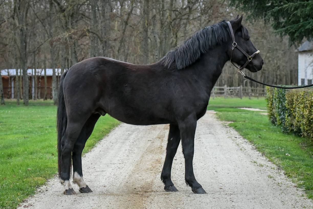 Komilfo love de Cé - New Forest 2020 ,  helios love de cé